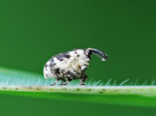 Hadroplontus litura